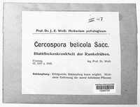 Cercospora beticola image